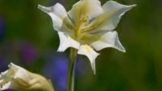 Gladiolus Tristis or the Night Gladiolus смотреть онлайн