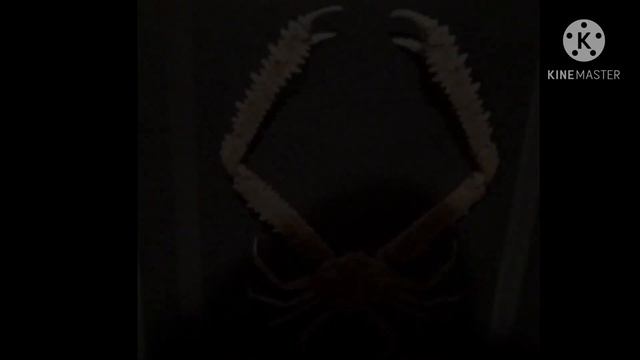 Cursed Animal Images With Minecraft Cave Sounds смотреть онлайн