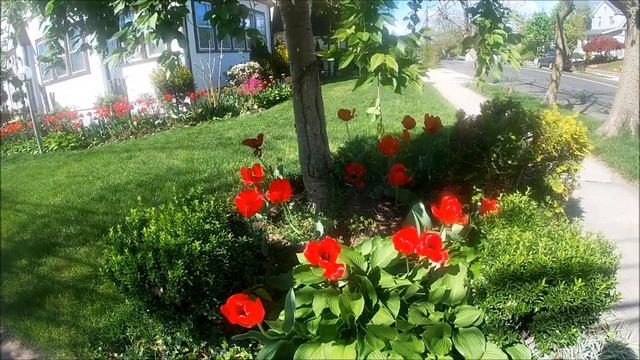 SPRING GARDEN IN NEW YORK CITY -TULIPS | #NYC | Dina Radica - Films| #Tulips #Flowers #Spring смотреть онлайн