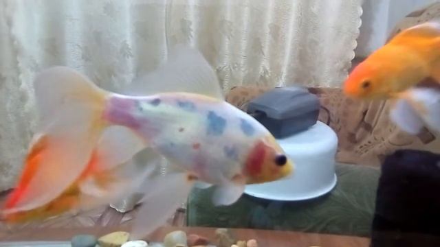 Комета золотые рыбки смотреть онлайн