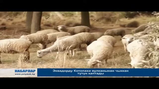 Эквадорду Котопахи вулканынан чыккан түтүн каптады смотреть онлайн