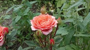 РОЗА  КОРДАНА в моем саду!