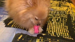 Игрушки для моих собачуль.