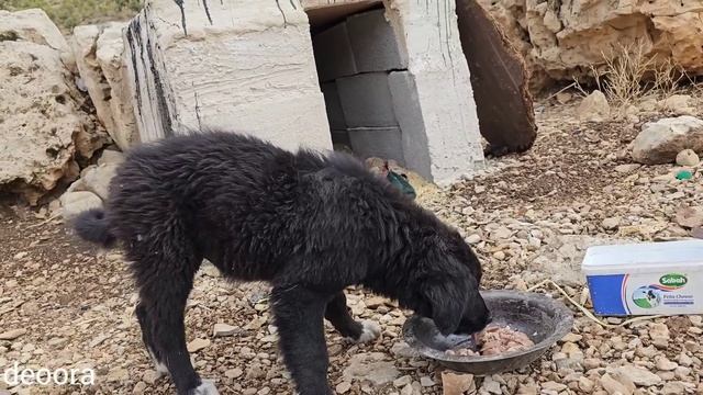 Mutual Nomadic Love: The Return Of Former Good Deeds In Rainy Days #deoora