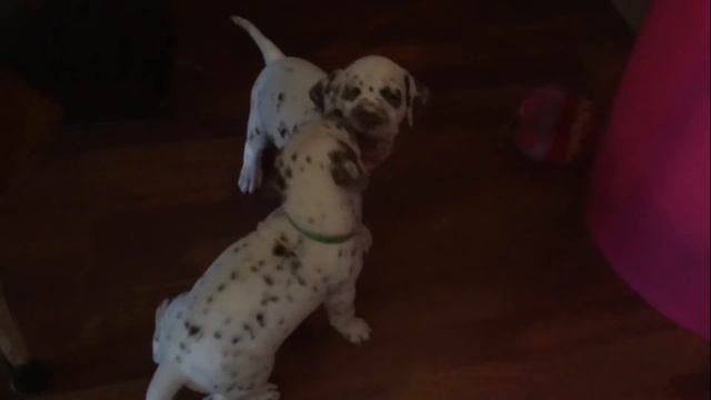 Самые красивые щенки Далматина. Уже можно купить. The most beautiful puppies Dalmatian. You can buy смотреть онлайн