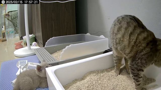 ภาพน้องแมวจากกล้อง￼Xiaomi Mi Home Security Camera PTZ Pro 2K