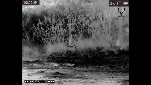 TEST #4: Vidieť termovíziou parožie srnca na pozadí kríkov a konárov? смотреть онлайн