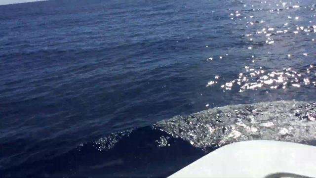 1100lb Blue Marlin Fishing GOLD COAST смотреть онлайн