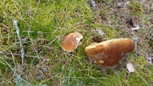 Боровики белые грибы. Красный Стекловар.17.08.19 г смотреть онлайн