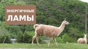 Энергичные Ламы