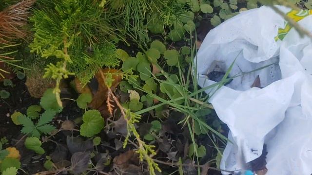 ПОездка на дачу. Черенкование калины и гелихризума. смотреть онлайн
