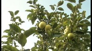 О сортах яблонь для Сибири