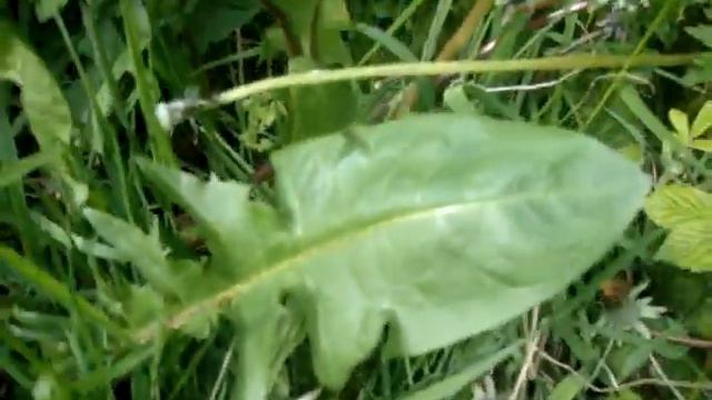 how to make a dandelion and nettle smoothie ... yummie смотреть онлайн