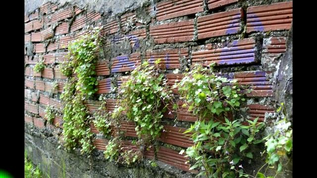 Picardia o Hierba de campanario (Cymbalaria muralis) PLANTAS MEDICINALES смотреть онлайн