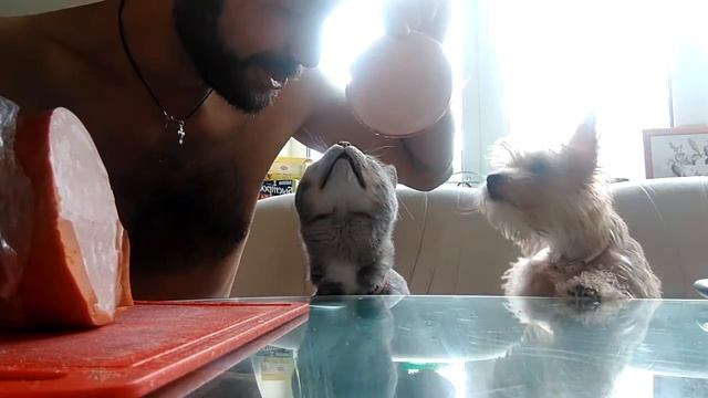 КОЛБАСЫ БОЛЬШЕ БАШКИ