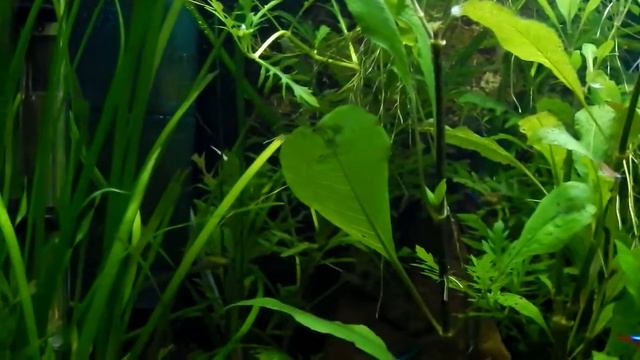 Наш аквариум 02 снято 03-02-2015 Nikon Coolpix L 830 смотреть онлайн