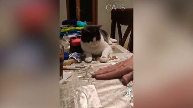 Смешные коты #1 2021 приколы с животными / баги котов / смотреть кота смотреть онлайн