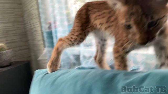 БОБКЭТ ОСВОИЛАСЬ, УЖЕ ИГРАЕТ И НАПАДАЕТ НА КОТА / Рысенок Марс проявляет характер и ругается смотреть онлайн