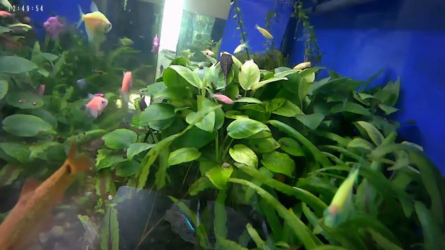 Аквариум ONLINE смотреть онлайн