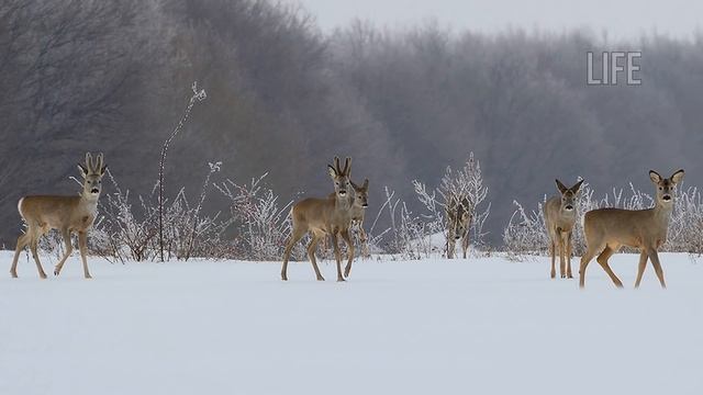 Как охотиться на косулю зимой без собаки? Как приманить косулю зимой? Часть 1 смотреть онлайн