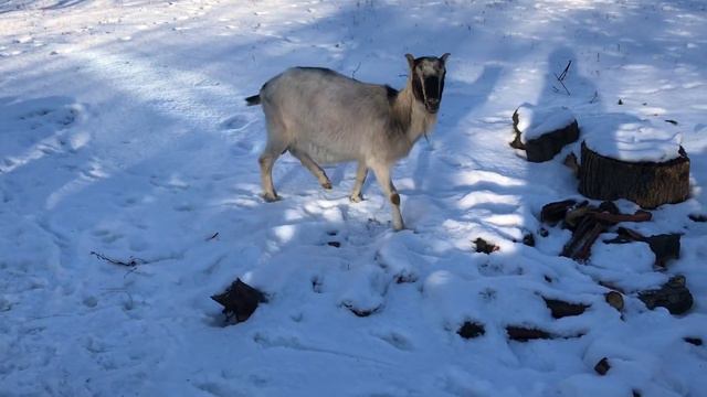 Як усунути проноси у маленьких козенят і дорослих кіз смотреть онлайн
