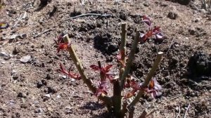 Как правильно снимать укрытие с роз весной