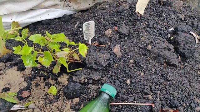 Обзор вызревания виноградной лозы однолеток и двухлеток смотреть онлайн