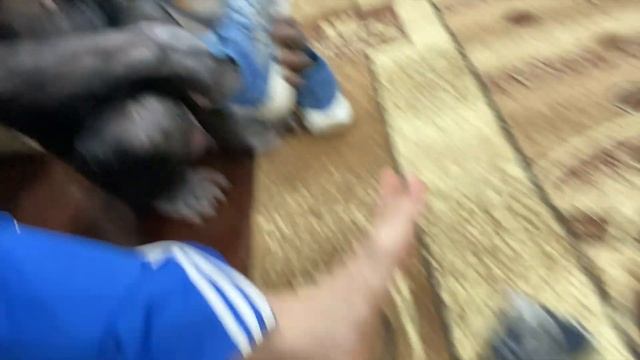 Смотреть всем! Коварная шимпанзе Боня меня отвлекла, затем отобрала мои кросовки и выкинула носки! смотреть онлайн
