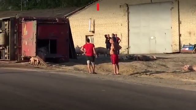 Смолянин, перевозивший на фуре 200 поросят, перевернулся в Воронежской области смотреть онлайн