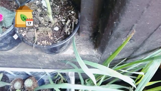 Delphinium cuidados básicos / Delphinium elatum / Espuela de caballero смотреть онлайн