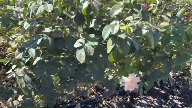 Укрытие роз на зиму! смотреть онлайн