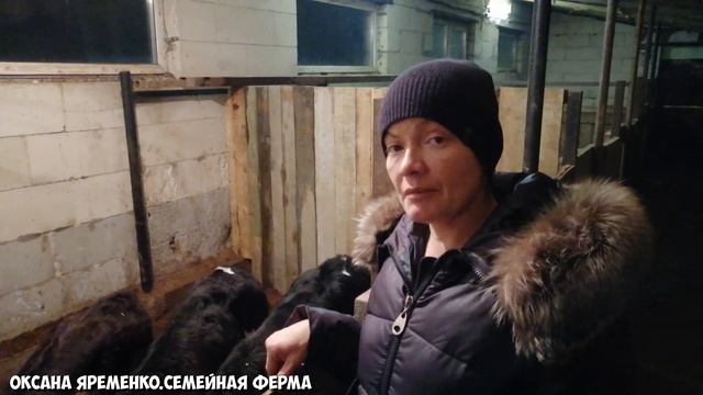 Кормление тёлочек смотреть онлайн