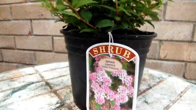 Spiraea Japonica 'Little Princess' смотреть онлайн
