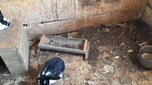 КАК Я СОДЕРЖУ КРОЛИКОВ. САРАЙНОЕ СОДЕРЖАНИЕ КРОЛИКОВ.