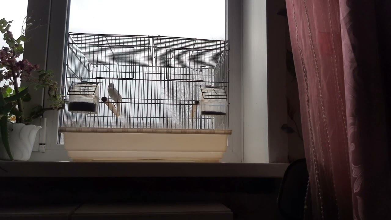 Песня кенара 12.11.2022 год. смотреть онлайн