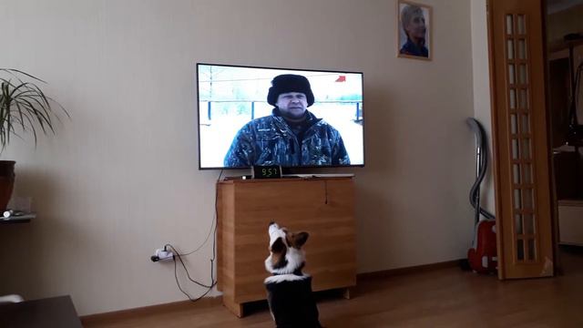 Вельш корги Ашер Ашер смотрит канал (Охота и рыбалка) смотреть онлайн