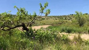 Фундук Трапезунд, болезни фундука, плохо растёт, биологическая защита фундука от всех проблем!