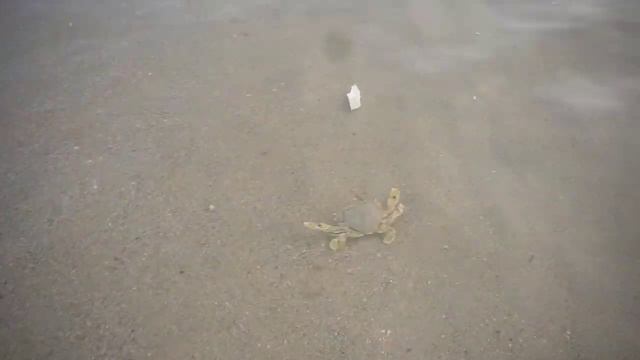 Snoopy Island Fujairah