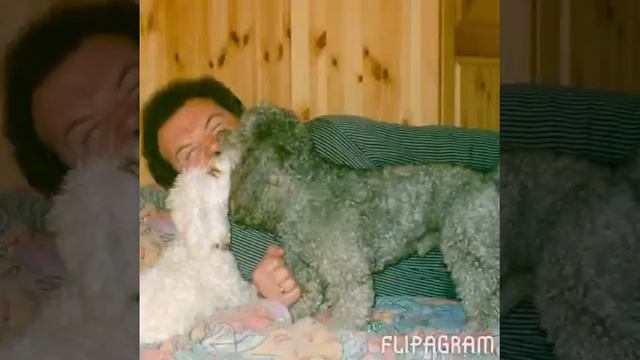 Flipagram - Вот так она вошла в нашу жизнь,и подарила столько радости
и счастья... Наша Фенечка.... смотреть онлайн