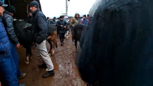 Молбозор 13.02.2022. Живой вес, цены на быки пошли вверх. Нархи букахо камтар боло рафт. смотреть онлайн