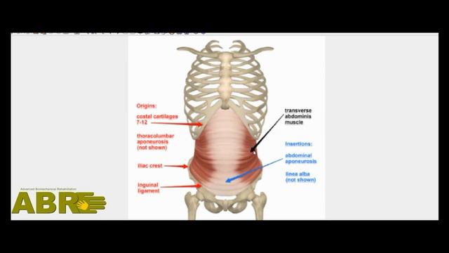 ABR Basics - Scoliosis and Breathing. By Leonid Blyum смотреть онлайн