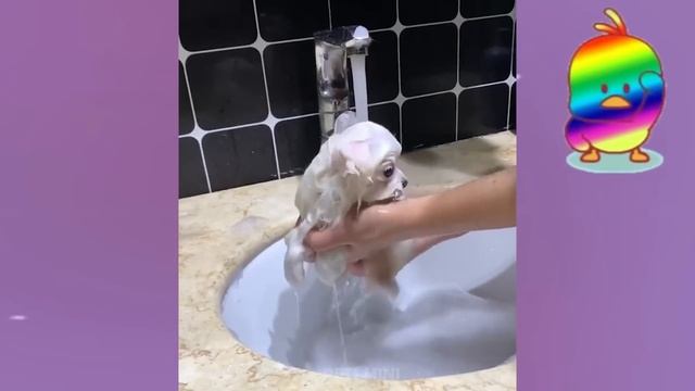 Funny and Cute Dog Pomeranian ??| Funny Puppy Videos #333 смотреть онлайн