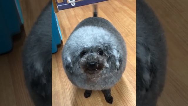 Круглый пудель покорил интернет!