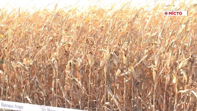 «Сингента»   соняшник та кукурудза