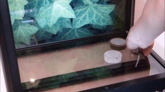 Наши террариумы