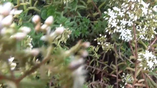 Цветут очитки (седумы). Bloom sedum. смотреть онлайн
