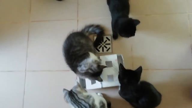 Как сделать простую игрушку для котят своими руками - котята и коробка смотреть онлайн