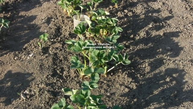 КАК БОРОТЬСЯ С ДОЛГОНОСИКОМ И ДРУГИМИ ВРЕДИТЕЛЯМИ НА КЛУБНИКЕ ВЕСНОЙ смотреть онлайн