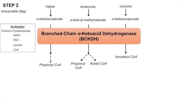 Branched Chain Amino Acid Metabolism _ BCAA Catabolism _ Pathway and Regulation.mp4 смотреть онлайн