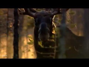 Иван Купала -  Лося